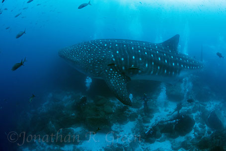 Galapagos Shark Diving - dive with whale shark