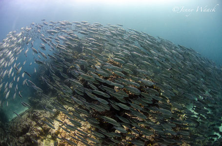 Galapagos Shark Diving - Eagle Ray in the Galapagos Islands