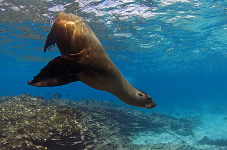 Galapagos Shark Diving - Sea lion playing in the water
