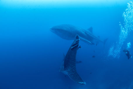 Galapagos Shark Diving - Taucher mit zwei Walhaien Galapagos Inseln