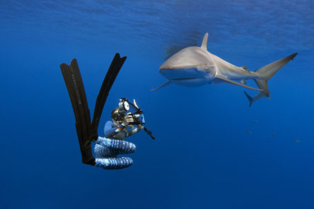 Galapagos Shark Diving - diver with a very close encounter with a silky shark in the Galapagos Islands