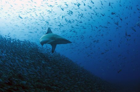Galapagos Shark Diving - Blacktip shark surrounded by a big school of creole fish in the Galapagos Islands