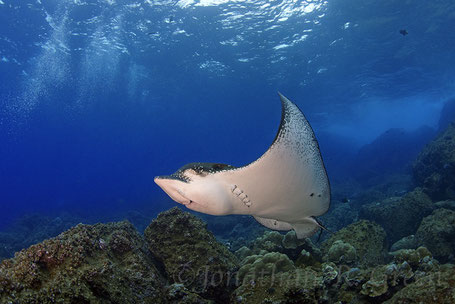 Galapagos Shark Diving - Ray Galapagos Islands