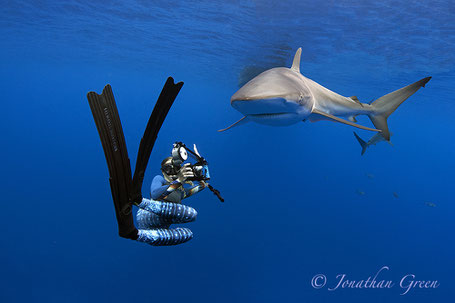 Galapagos Shark Diving - Diver taking ID photos from a shark in the Galapagos Islands