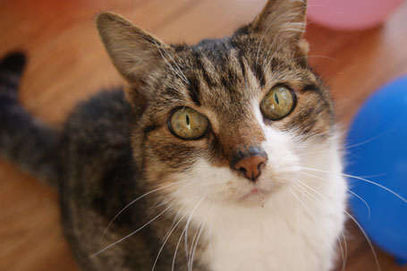 Ils Nous Ont Quittes Mais Nous Ne Les Oublierons Pas Site De Chats Du Coeur Brestois Ils Nous Ont Quittes Mais Nous Ne Les Oublierons Pas Site De Chats Du Coeur Brestois