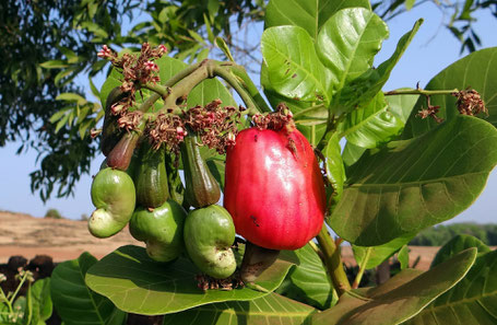 CashewBaum
