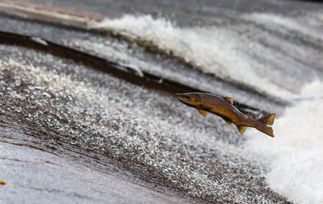 Astaxanthin das Geheimnis der Leistungsfähigkeit von Lachsen.