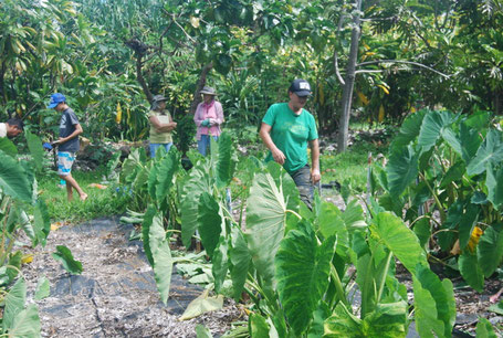 Taro Garden Amy Greenwell Garden Big Island Hawaii