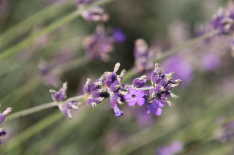 Lavendel ©