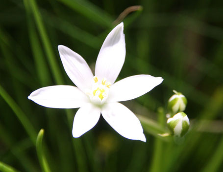 Doldiger Milchstern ©