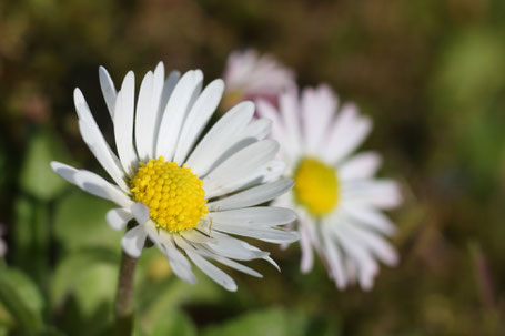 Gänseblümchen ©