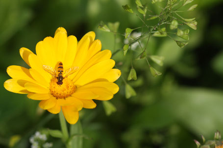 Ringelblume und Hirtentäschel ©