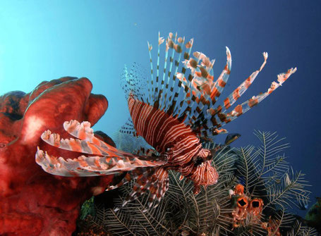 Rainbow Divers Vietnam Best PADI Dive Center, Scorpion Fish