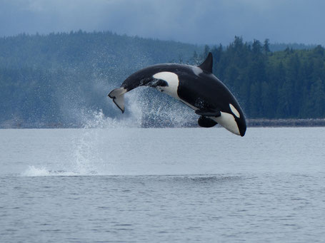 Orca breaching off the coast of Campbell River, Vancouver Island