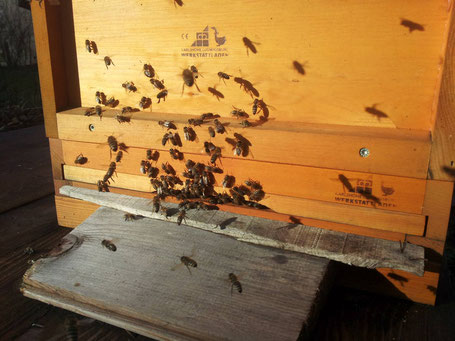 Bienenflug zur Weihnachtszeit.