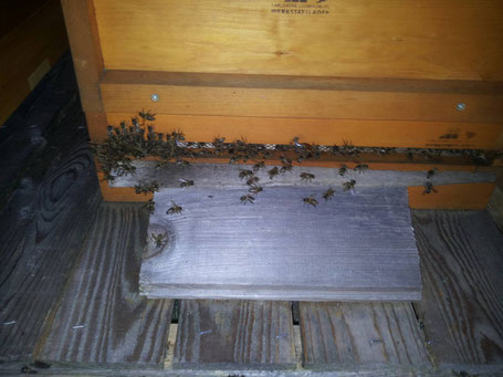 Nachtaktive Bienen fächeln kühle Luft in die Beute