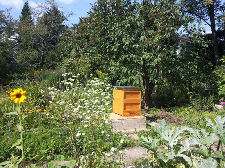 Bienenvolk im blühenden Garten.