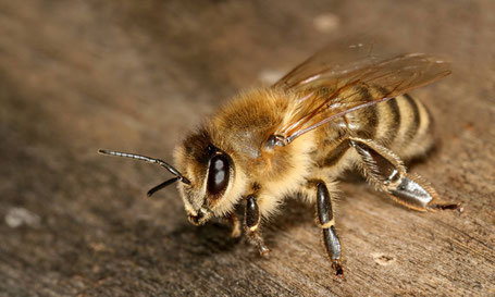 Die Kärntner Biene (Apis mellifera carnica).