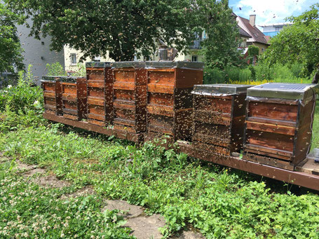 Ein Bienenschwarm zieht aus