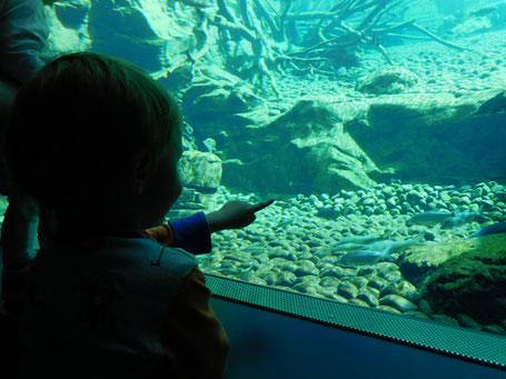 Das große Aquarium im Alpenzoo Innsbruck