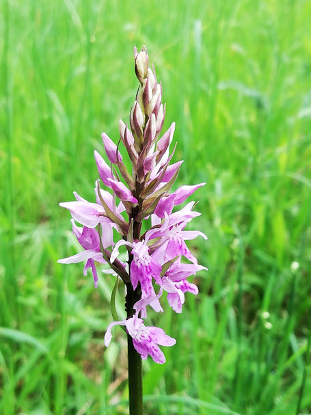 Orchideenparadies Beurener Heide