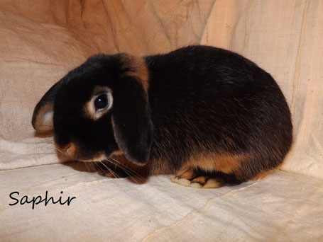 lapin blier nain feu noir male