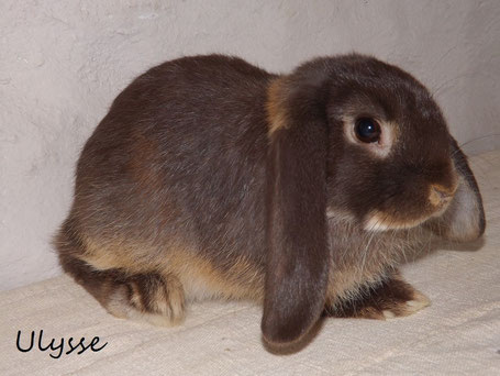 lapin bélier nain loutre havane male