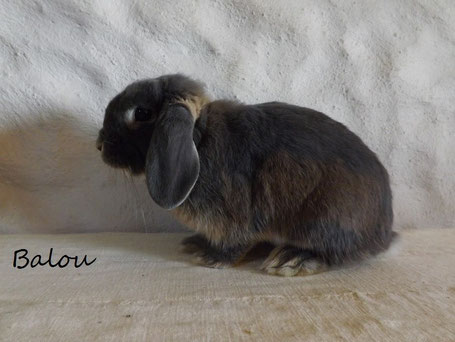 lapin bélier nain loutre bleu male