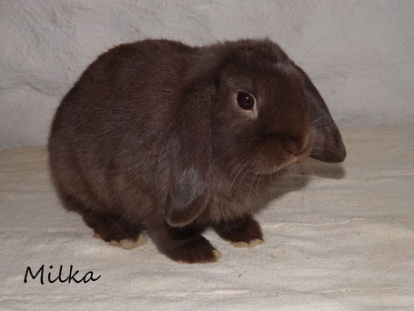lapin bélier nain havane male