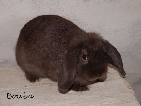 lapin bélier nain havane male