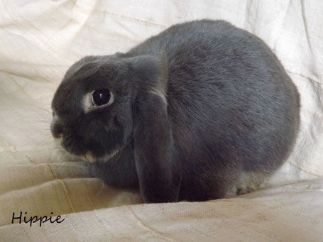 lapin bélier nain loutre bleu femelle