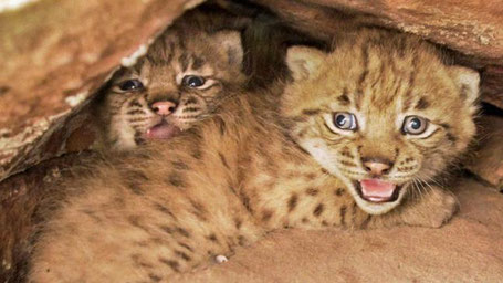 Kinderstube im Pfälzerwald: Filou und Palu, die Söhne von Kira und Lucky. Fotos: Foto: SNU RLP