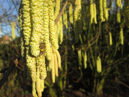 Am 15. Februar steht die Hasel bereits in voller Blüte und bietet Pollen für eifrige Sammlerinnen.
