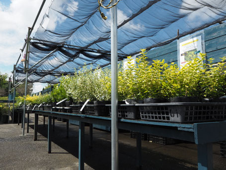 造園工事・公共工事・建売の植栽に使われる植物が店頭でご購入いただけます。