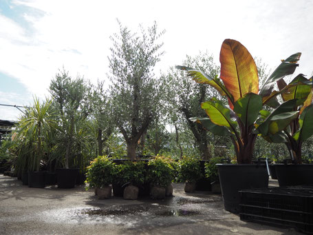 建売では植栽されないワンランク上のシンボルツリーが店頭で選べます。