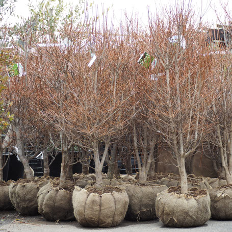 ドウダンツツジ/大株【現品発送】管理70726 ドウダンツツジ/大株【現品