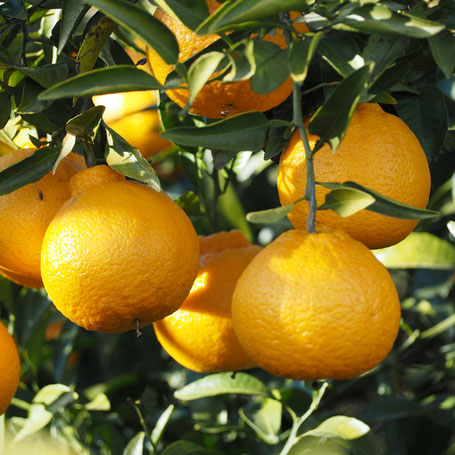 デコポン柑橘苗