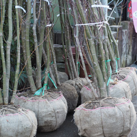 イロハモミジ株立ち。 - 花ひろば 果樹 庭木 植木 バラ苗専門店