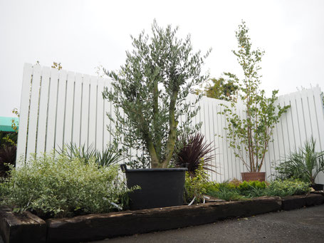 蘇鉄！ - 花ひろば 果樹 庭木 植木 バラ苗専門店