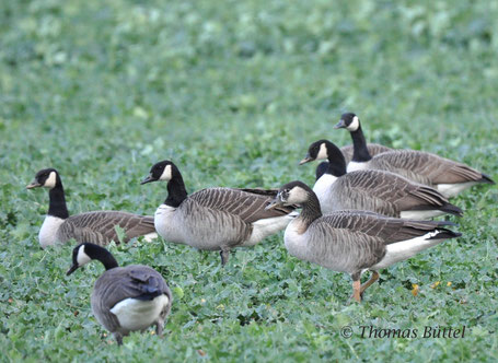 Greylag - x - Canada Goose