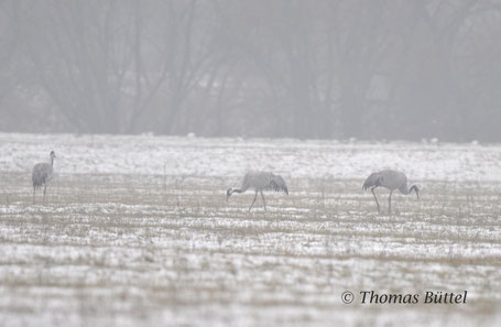 Common Cranes