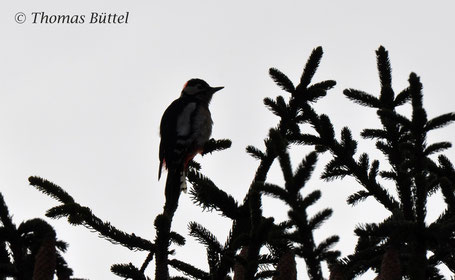 Great Spotted Woodpecker