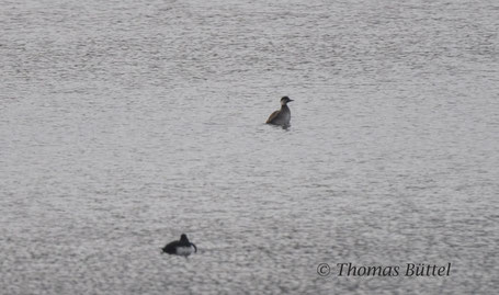 Common Scoter