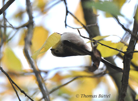 Long-tailed Tit