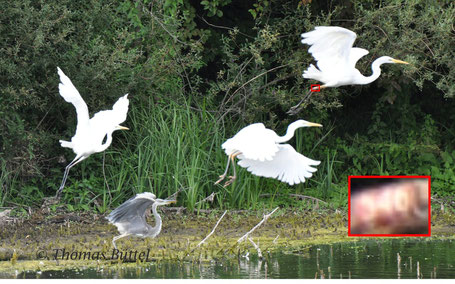 Ringed Great White Heron