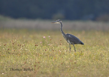 Grey Heron