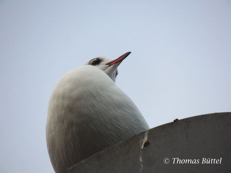 Black-headed Gull