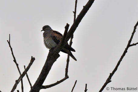 Turtle Dove