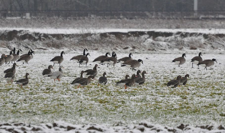 Greylags, Canada, Bar-headed and Greater White-fronted Geese