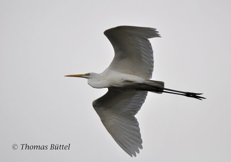 Great Egret